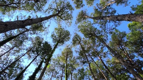 Looking up at pine tree branches with green leaves under a bright blue sky. Stock-Footage 314075372