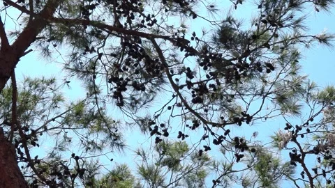 Looking up at pine tree branches with green leaves under a bright blue sky. Stock-Footage 314369532
