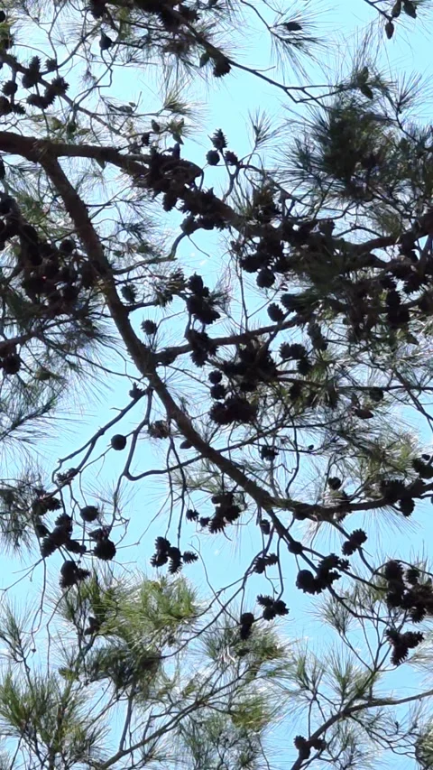 Looking up at pine tree branches with green leaves under a bright blue sky. Video stock 314416032