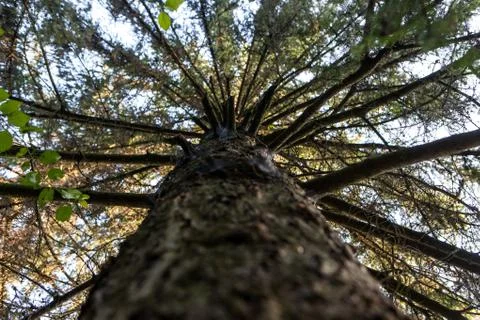 Looking up at pine tree branches Stock Photos