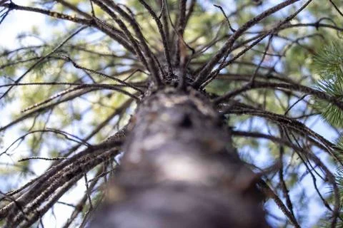 Looking Up a Pine Tree Branches Stock Photos
