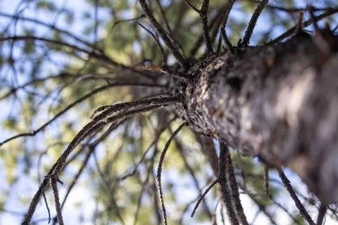 Looking Up a Pine Tree Branches Stock Photos