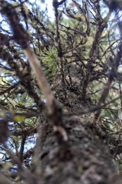 Looking Up a Pine Tree Branches Stock Photos