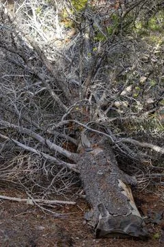 Looking Up a Pine Tree Branches Stock Photos