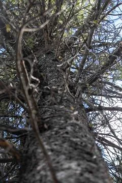 Looking Up a Pine Tree Branches Stock Photos
