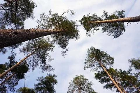 Looking up at pine tree canopy and sky 库存照片