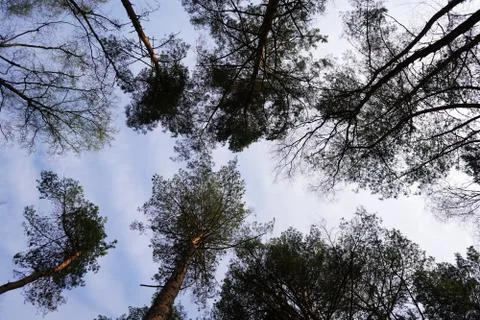 Looking up at pine tree canopy and sky Stockfoto's