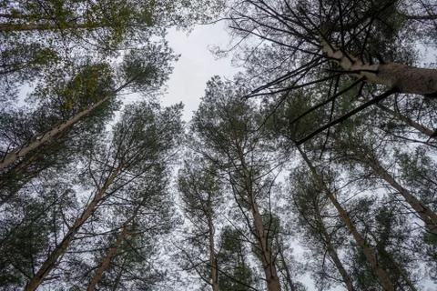 Looking up at pine tree canopy and sky 写真素材