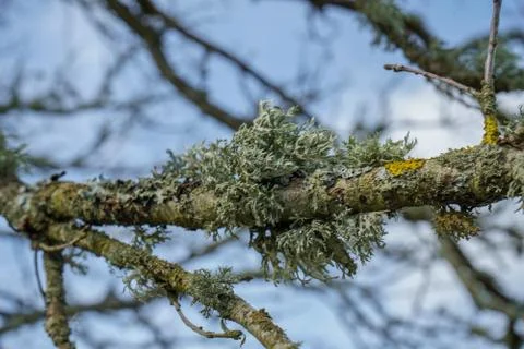 Looking up at pine tree canopy and sky Stock Photos