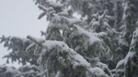 Looking up at a pine tree during a snowstorm with focus rack Vídeo Stock 98587192