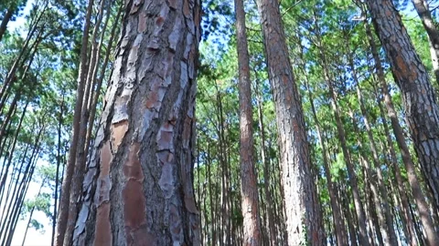 Looking up a pine tree in a forest Stock Footage 171642066