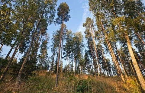 Looking up in the pine tree forest Stock Photos