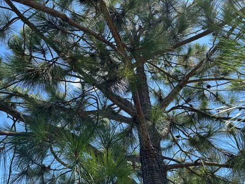 Looking up at the pine tree top Stock Photos