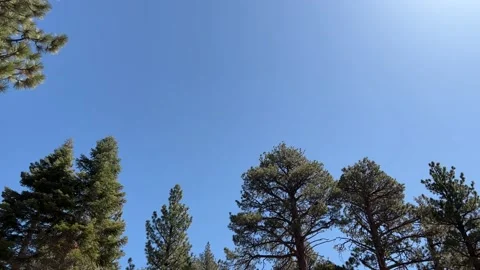Looking Up at the Pine Tree Tops and Blue Sky Stock Footage 175835233