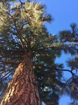 Looking up pine tree trunk and branches Stock Photos