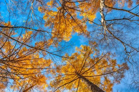 Looking up the pine trees in autumn forest with yellow and red leaves foliage Foto stock