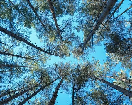 Looking up pine trees crowns branches in woods or forest. Stock Photos