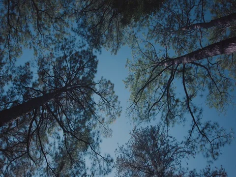 Looking up at pine trees Video stock 82153408