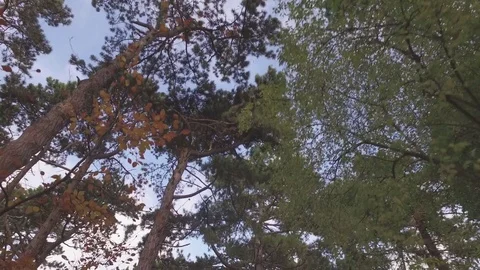 Looking up into pine trees Stock Footage 84718456