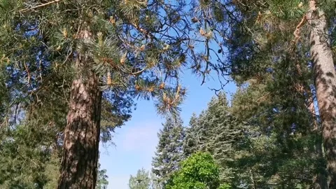 Looking up at pine trees Stock Footage 132240877