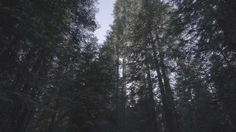 Looking up Pine Trees Forest Stock Footage 78495624