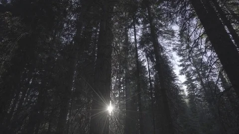 Looking up Pine Trees Forest with Sun Flare Stock Footage 78495668