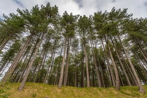 Looking up at pine trees at Formby Woods Stock Photos