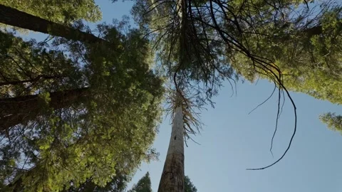 Looking up at pine trees in Sierra Nevada mountains in California spinning Stock Footage 318041090