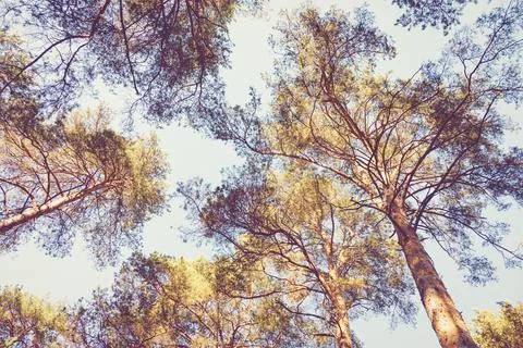 Looking up at pine trees in the sky, summer forest background Stock-Fotos