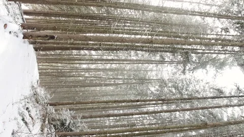 Looking up on pine trees winter snow day weather vertical hand held video Stock Footage 262000913