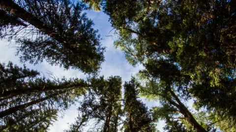 Looking up at pine treetops against moving clouds timelapse Video stock 154944321
