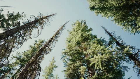 Looking up at pine treetops against sky rotating Video stock 348025107