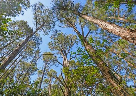 Looking up into the Pines Фото
