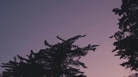 Looking up pink purple twilight sky after sunset first stars visible dark Stock Footage 337511219