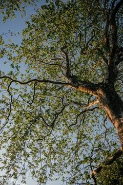 Looking Up at Plane Tree Branches and Foliage Stock Photos