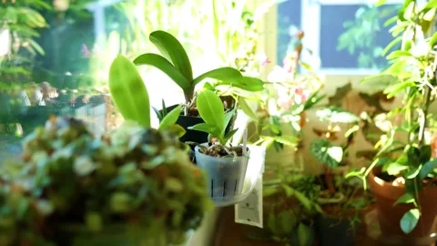 Looking at plants sitting on a window sill indoors Stock Footage 247106891