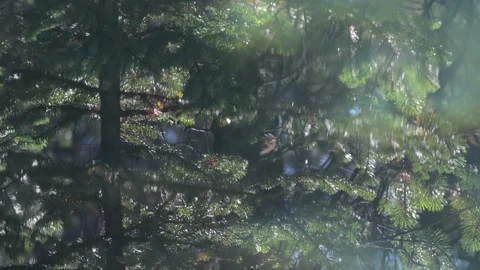 Looking into a pond reflecting a green pine tree with gentle ripples distorting Stock Footage 332720077