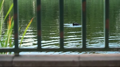 Looking at the pond through the fences Video stock 203443759