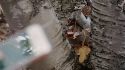 Looking for position on application of mobile phone in the forest in autumn 스톡 동영상 96305197