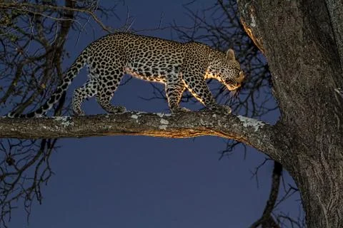 Looking for pray Stock Photos