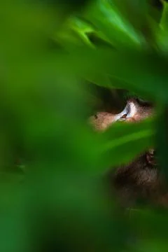 Looking up primate in a jungle. Foto stock