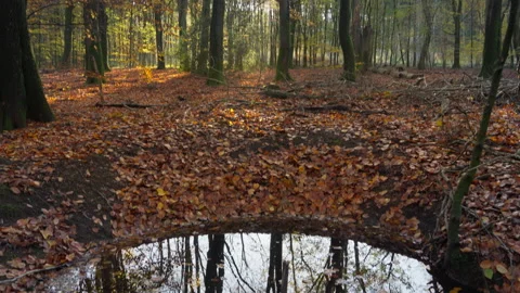 Looking at a puddle in an autumn forest with reflections of trees. Stock Footage 269147118