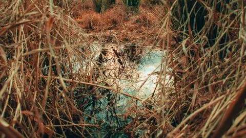 Looking Into a Puddle Surrounded By Dead Orange Plants Stock Photos