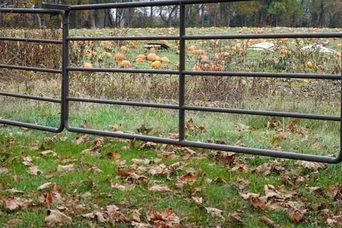 Looking at a pumpkin patch through a metal pipe gate Stock Photos