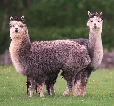 Looking Like A' Push Me Pull You' From The Pages Of Dr Doolittle...two Alpacas S Stock Photos