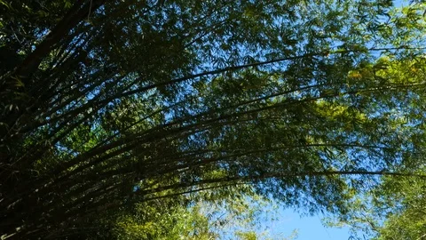 Looking up in rain forest, POV through tops of trees in the jungle Stock Footage 102731081