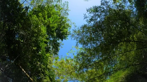 Looking up in rain forest, POV through tops of trees in the jungle Stock Footage 102858815