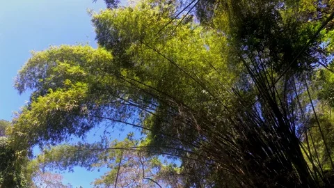 Looking up in rain forest, POV through tops of trees in the jungle Stock Footage 105109793