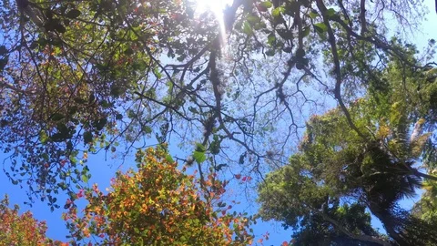 Looking up in rain forest, POV through tops of trees in the jungle Stock Footage 107619649