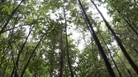 Looking up in a Rainforest 4k Stock Footage 146500494